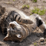 Tabby cat rolling playfully on a dusty patch of ground, stretching with one paw raised and eyes half-closed in the sunlight.